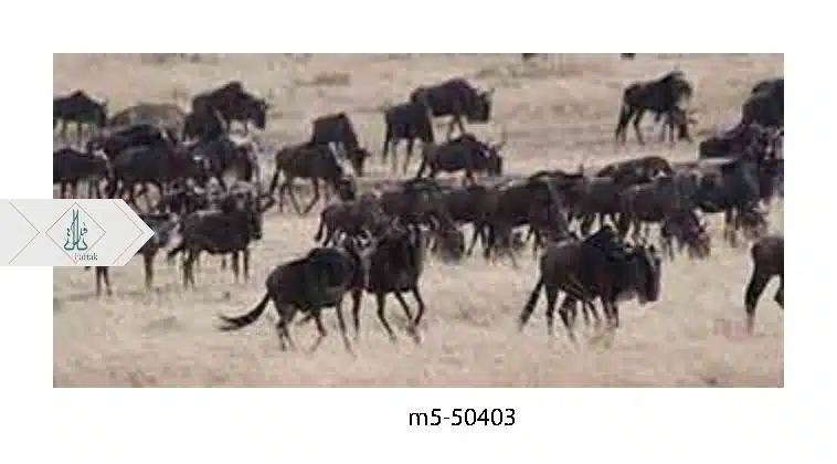M5-50403
