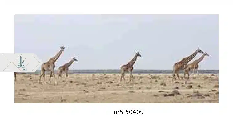 M5-50409
