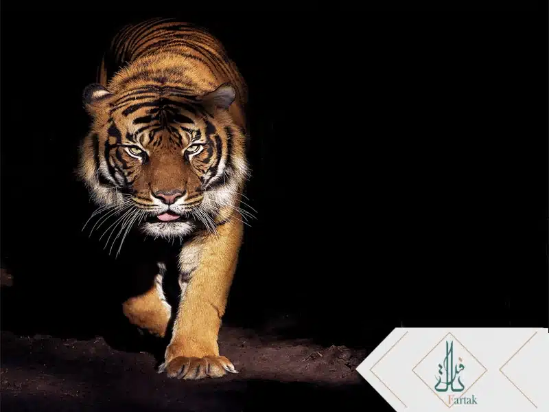 پوستر دیواری حیوانات a2172
