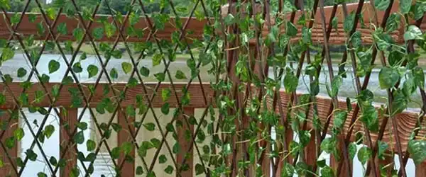accordion-green-wall-banner
