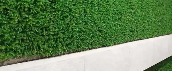 green-wall-banner